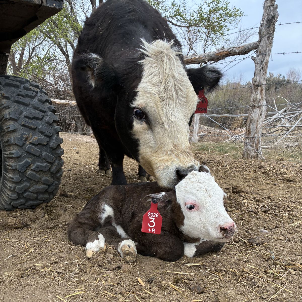 Bred mini Heifers, Bred Cows And Pairs