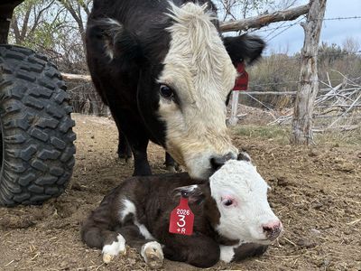 Bred mini Heifers, Bred Cows And Pairs