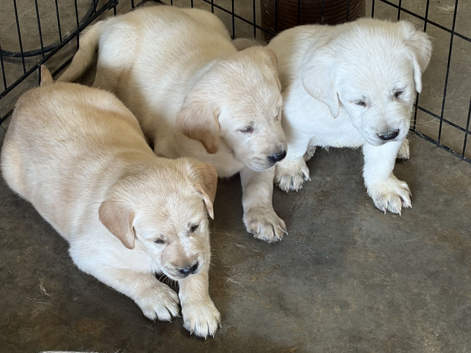 Adorable Golden Labrador/Golden Retriever Mix Puppies Available