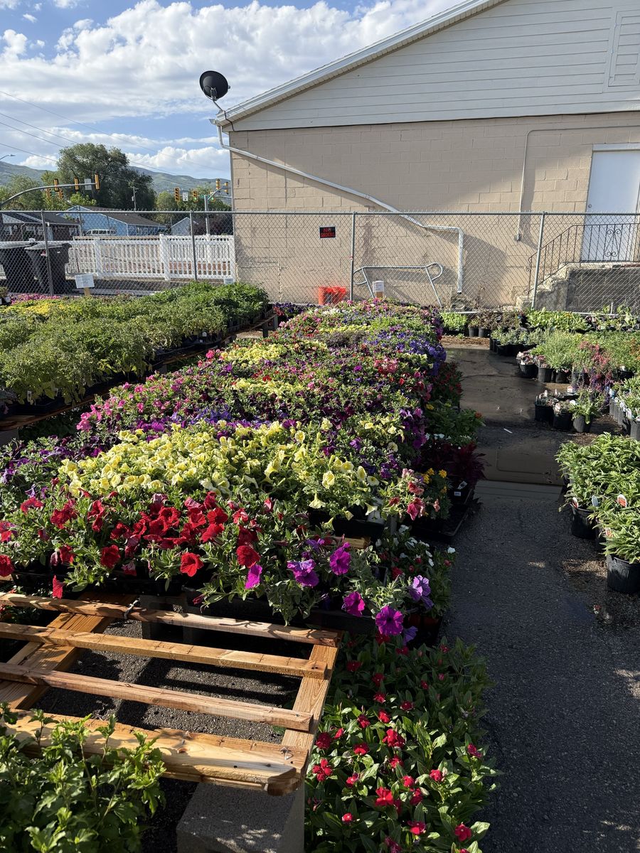Wave petunia madness sale