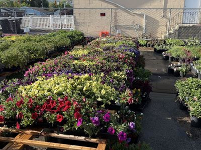 Wave petunia madness sale