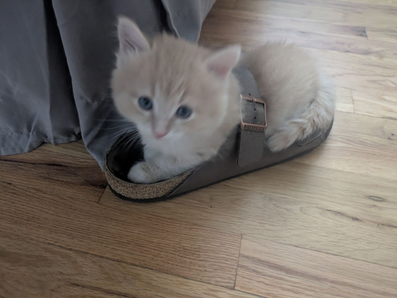 Beautiful blonde kittens