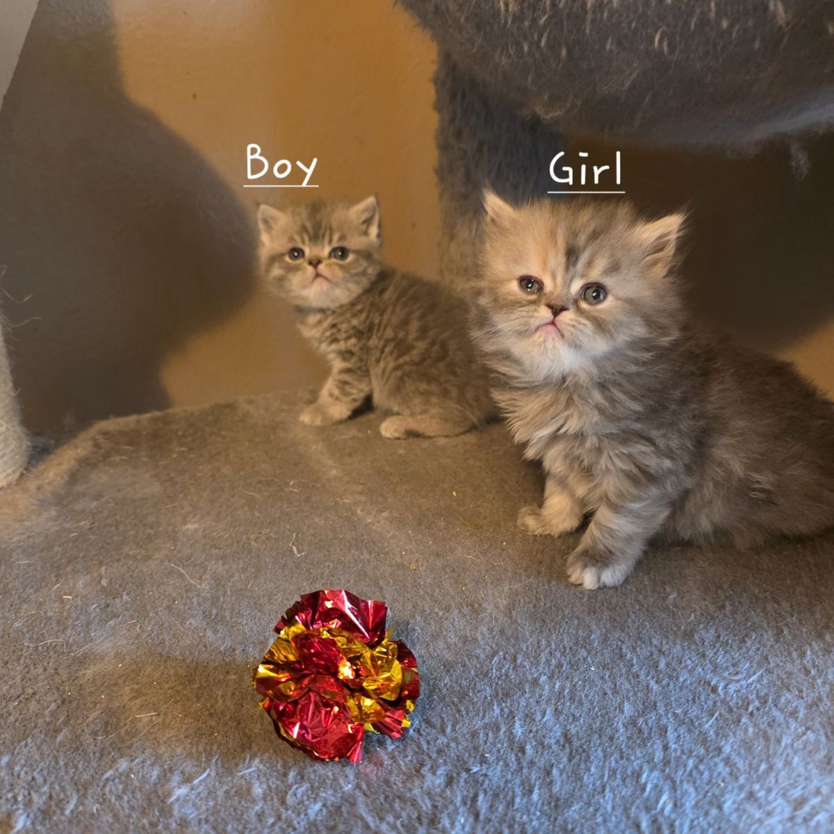 Purebred Persian kittens (2 left)