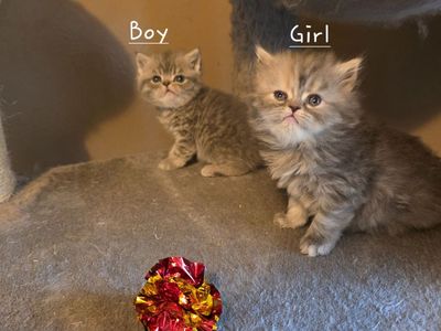 Purebred Persian kittens (2 left)