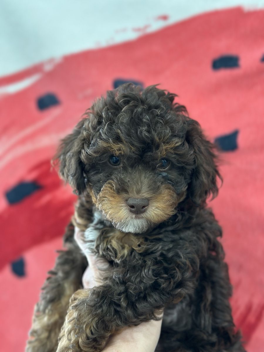 Teddy bear tri color mini shi-poo