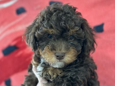 Teddy bear tri color mini shi-poo