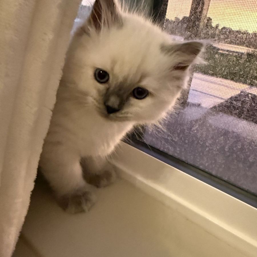 TICA Ragdoll Kittens
