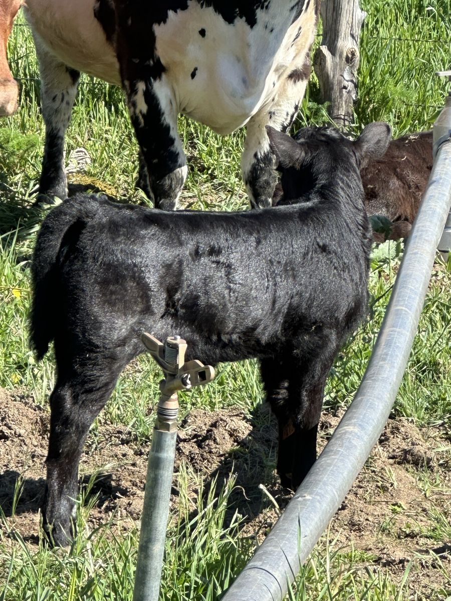 Healthy Dexter, calves, calf, heifer, heifer, cows, yearling