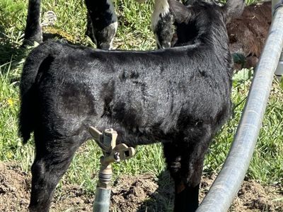 Healthy Dexter, calves, calf, heifer, heifer, cows, yearling