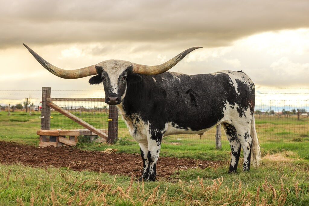 Registered Texas Longhorn Show Steer