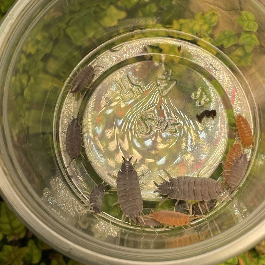 Isopod Mix - 10 for $8