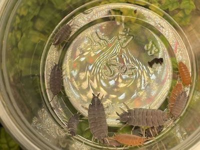 Isopod Mix - 10 for $8