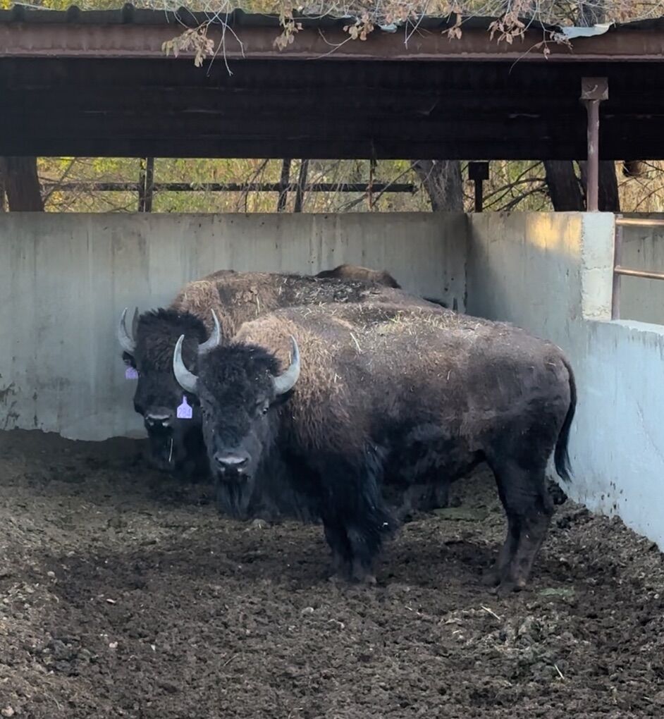 Bison Meat For Sale