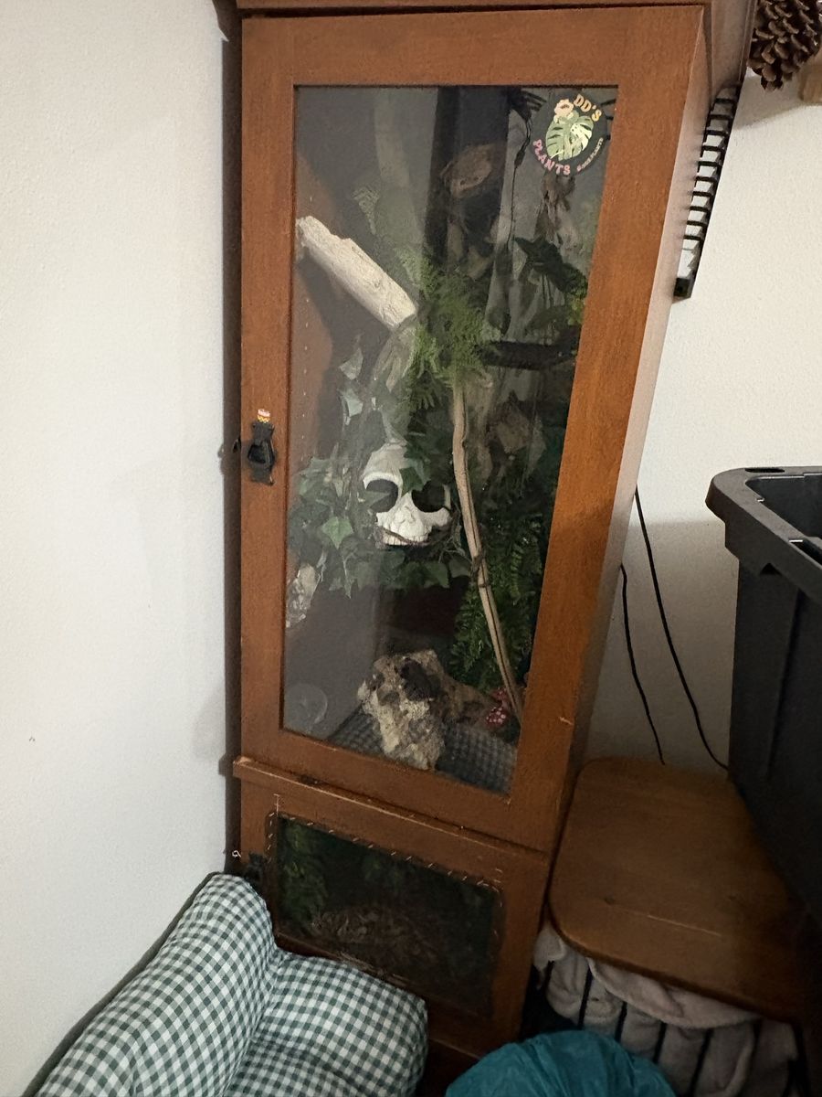 Corn snake and double enclosure