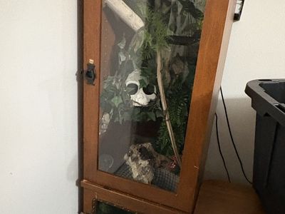 Corn snake and double enclosure