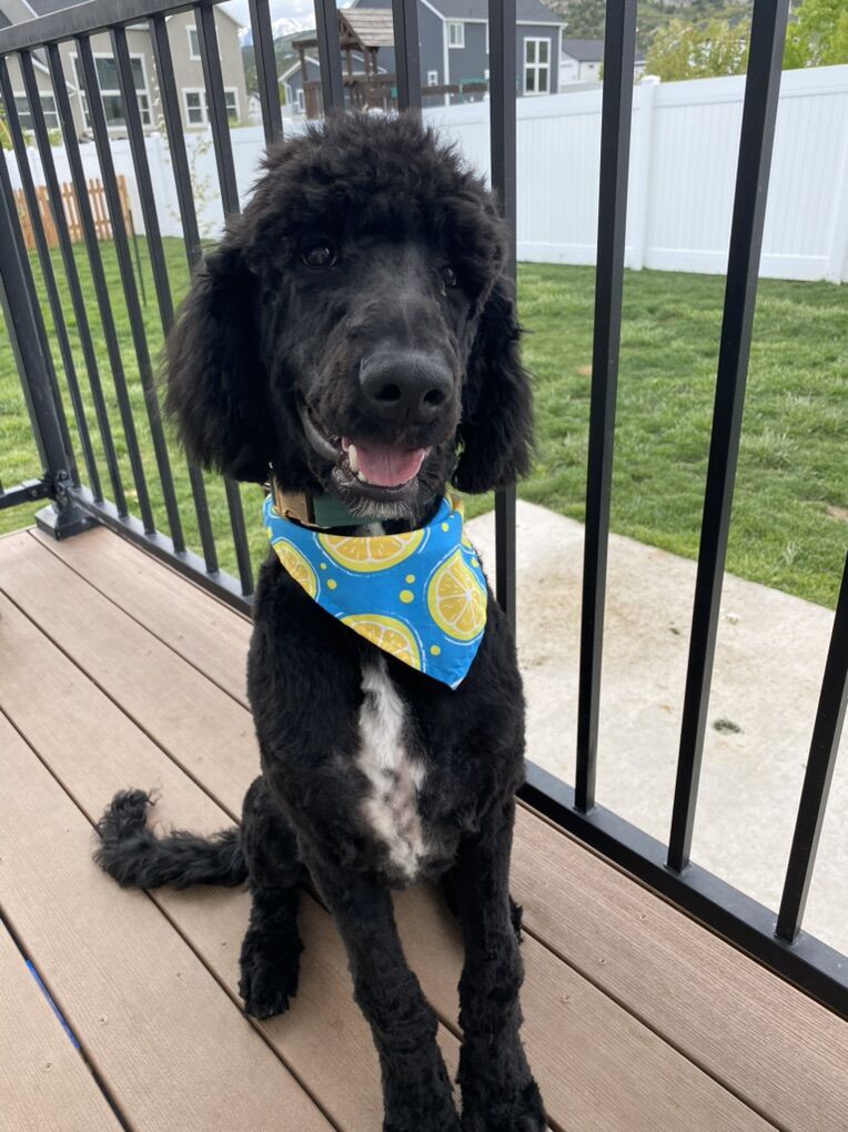 Standard Poodle Dog for Adoption
