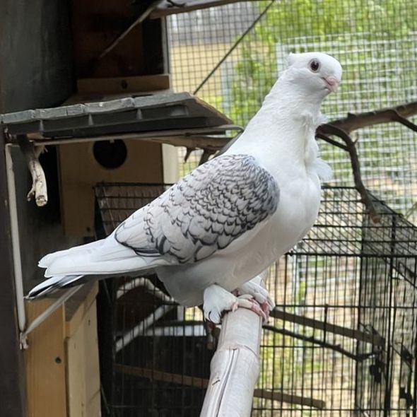 Old English Frill Pigeon
