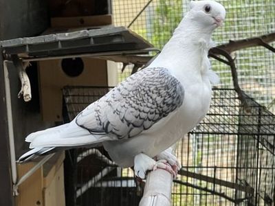 Old English Frill Pigeon