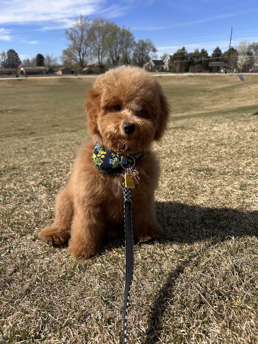 Mini Aussiedoodle puppy