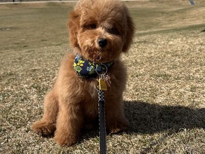 Mini Aussiedoodle puppy