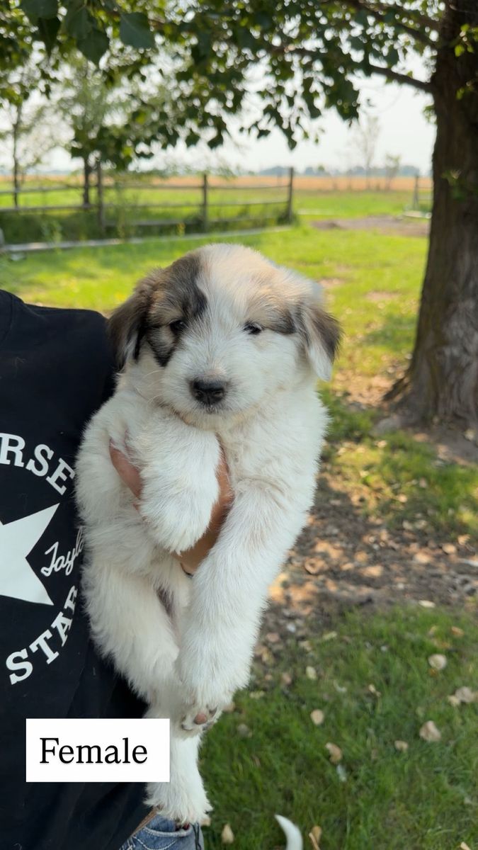 Great Pyrenees Mix Puppies - Males & Females Available
