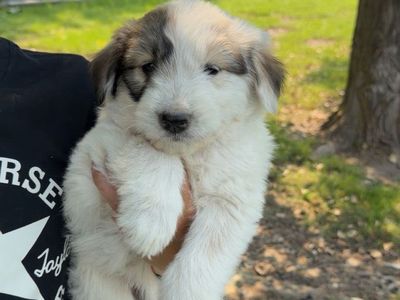 Great Pyrenees Mix Puppies - Males & Females Available