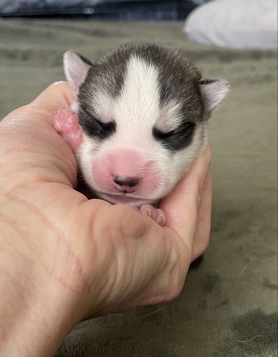 Adorable Siberian Husky Puppies!