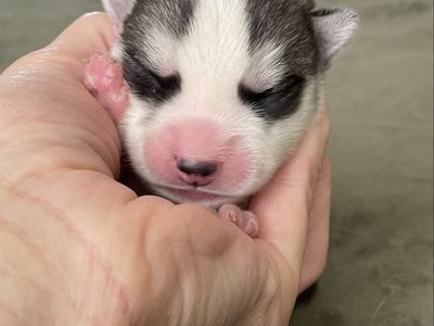 Adorable Siberian Husky Puppies!