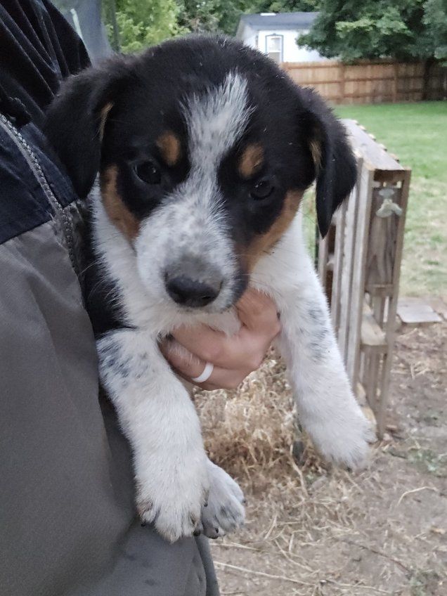 Border Collie × Heeler Puppies — Working Parents