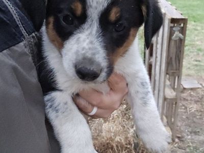 Border Collie × Heeler Puppies — Working Parents