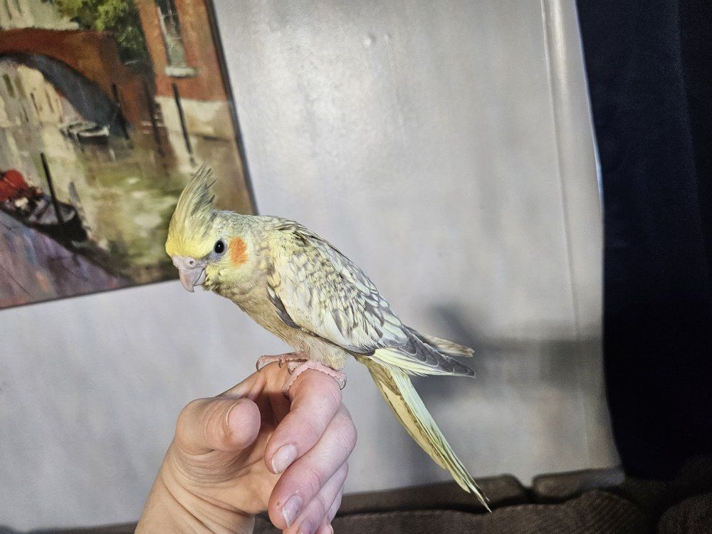 Hand-Fed Baby Pearl Cockatiel