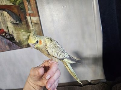 Hand-Fed Baby Pearl Cockatiel
