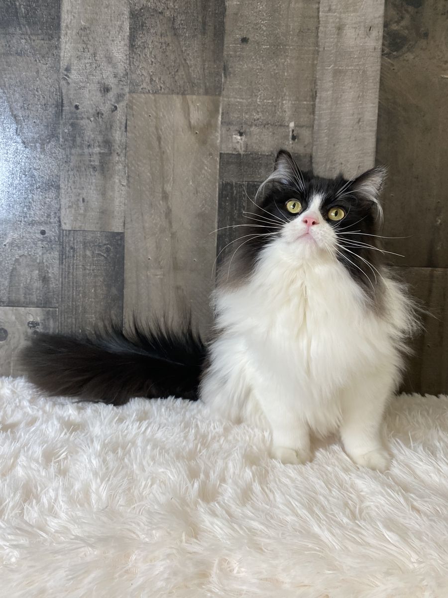 1 left! Topaz Ragdoll kitten • Fixed, Vet Checked, Shots, Ready to go!