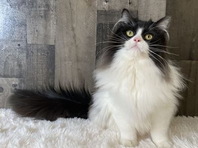 1 left! Topaz Ragdoll kitten • Fixed, Vet Checked, Shots, Ready to go!