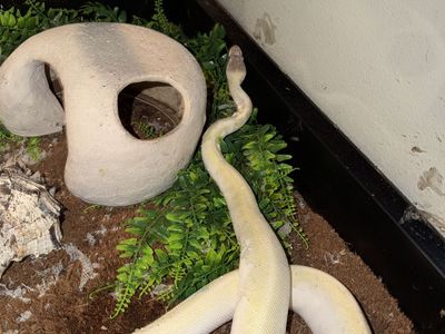 Blue Eyed Lucy Ball Python (Super Mojave)