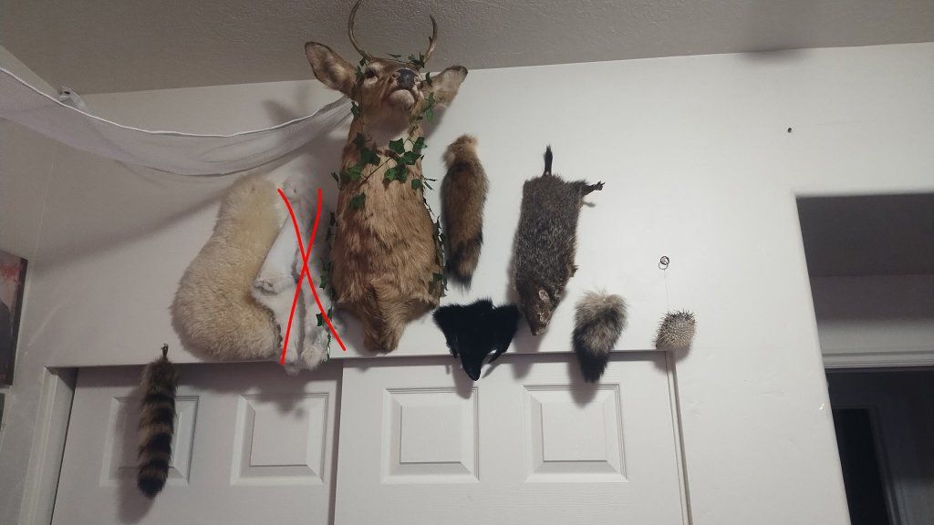 taxidermy