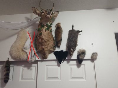 taxidermy