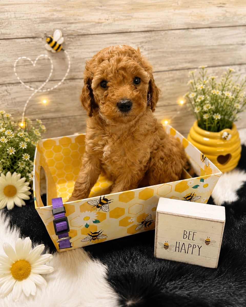 Mini Poodle AKC female