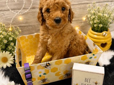 Mini Poodle AKC female