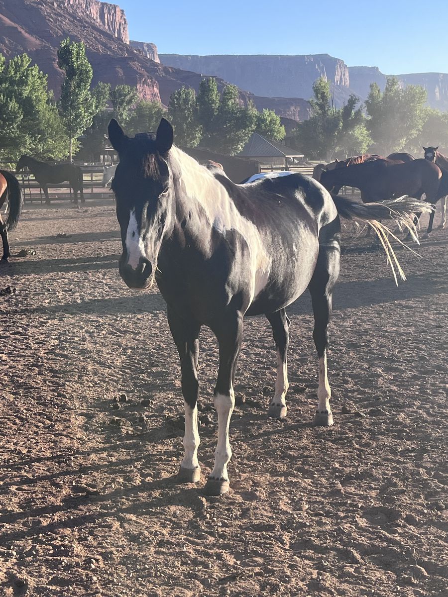 Gentle pasture pet, kids pony ride horse for sale