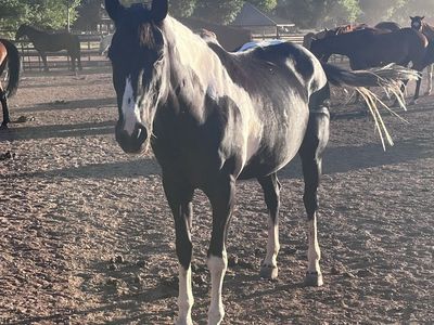 Gentle pasture pet, kids pony ride horse for sale