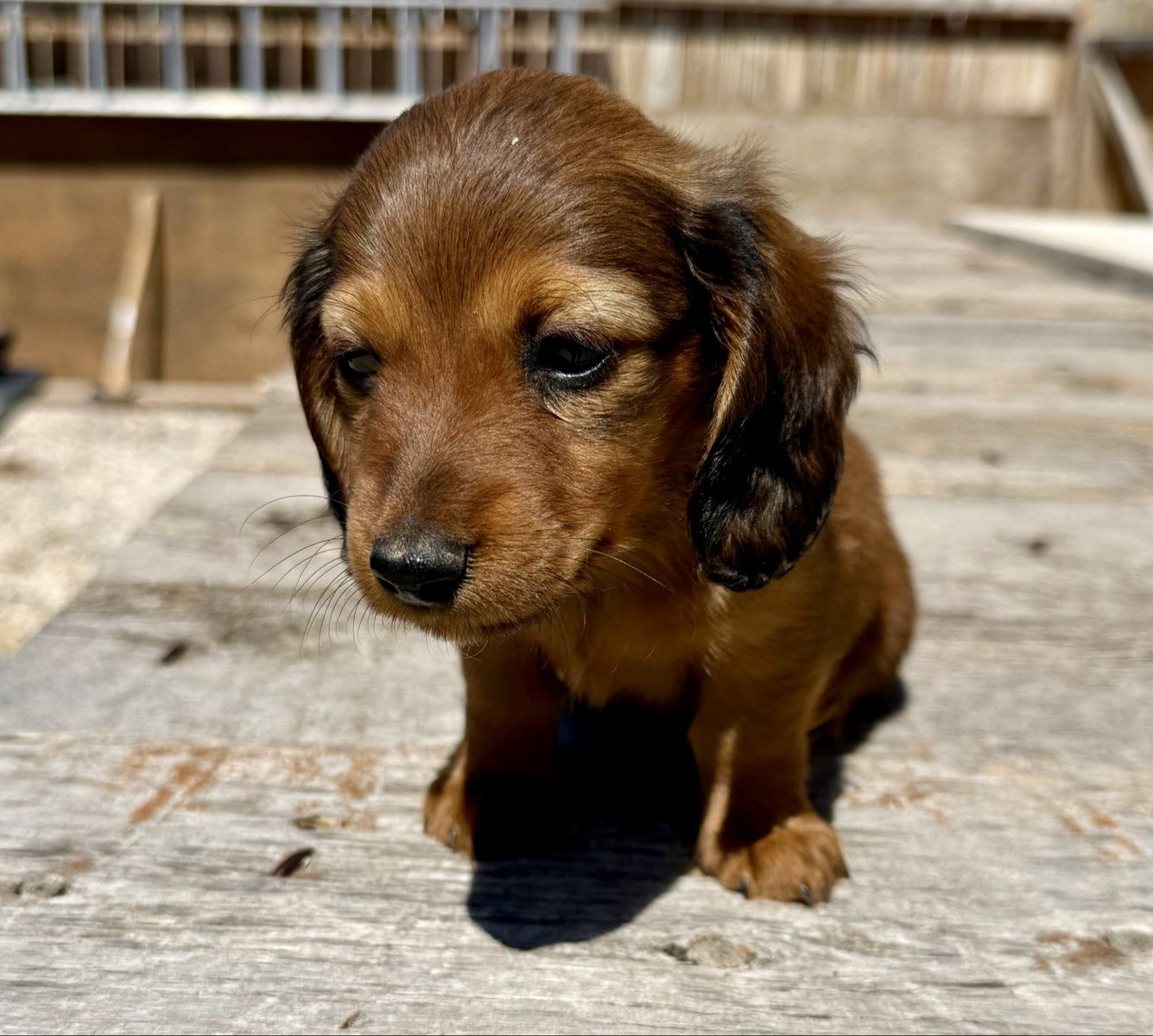 Adorable Longhair Miniature Dachshund Puppies - Ready for New Home!