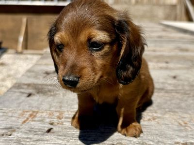 Adorable Longhair Miniature Dachshund Puppies - Ready for New Home!