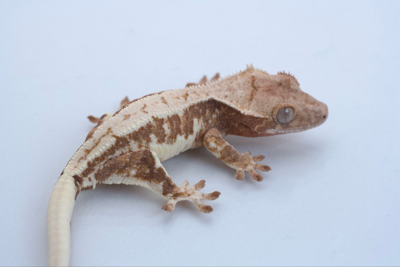 Main image 3