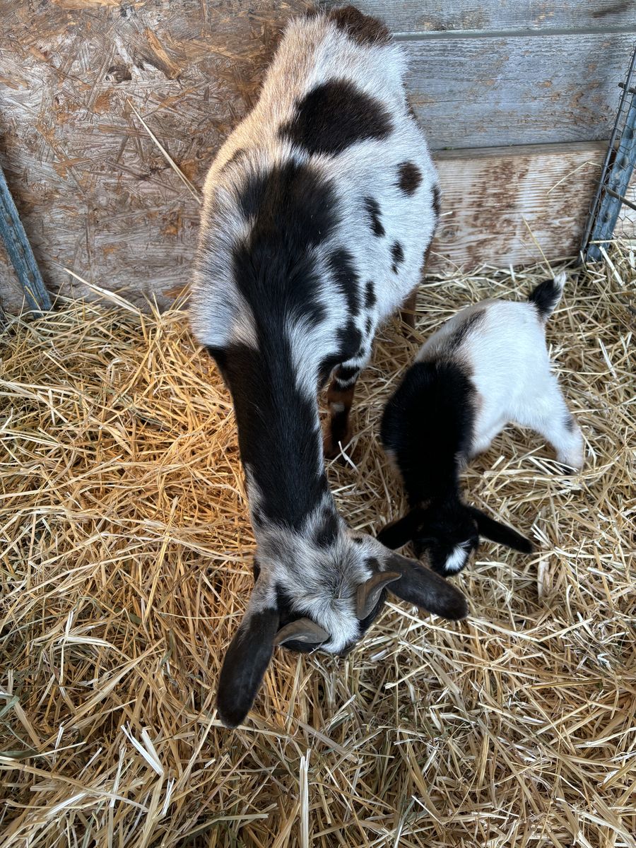 Nigerian Dwarf Doe with Adorable Buckling