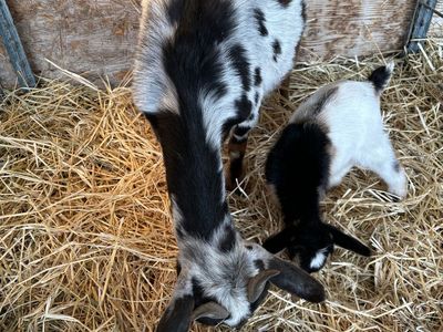 Nigerian Dwarf Doe with Adorable Buckling