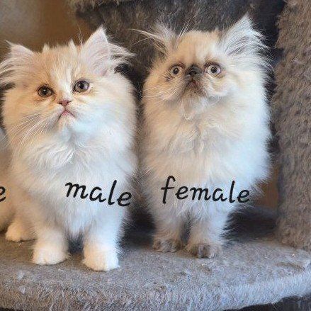 Purebred Persian kittens (1 boy &1 girl)