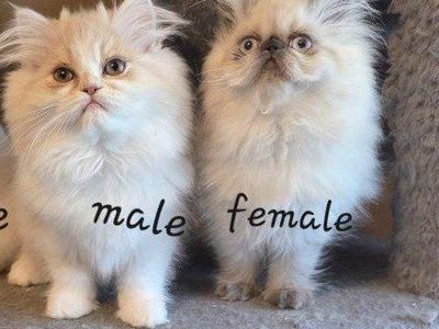 Purebred Persian kittens (1 boy &1 girl)