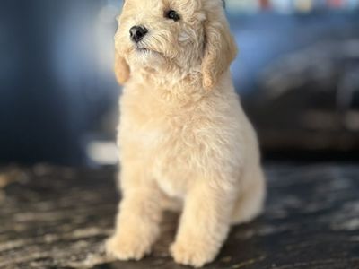 Perfect AKC mini PoOdle Boy (house Trained)