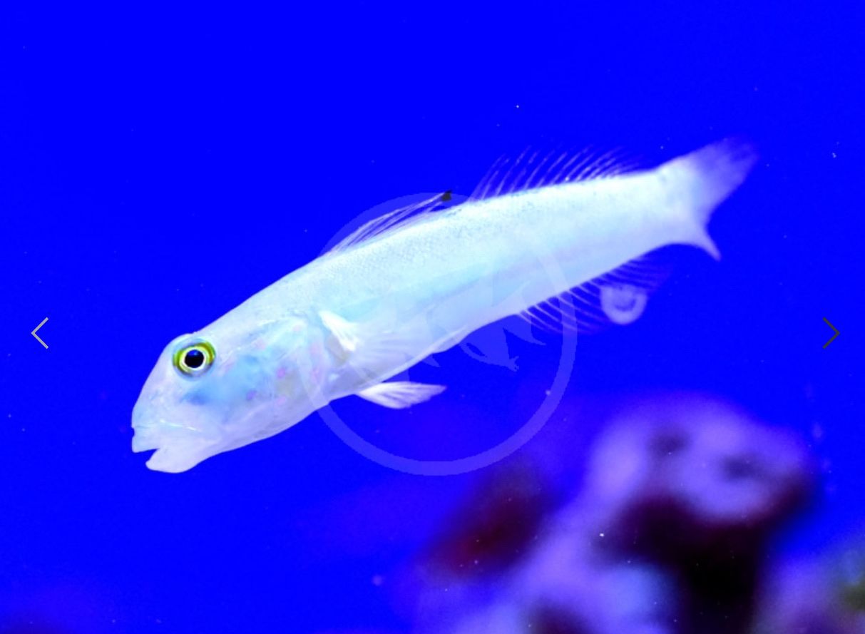 Saltwater Blue dot goby